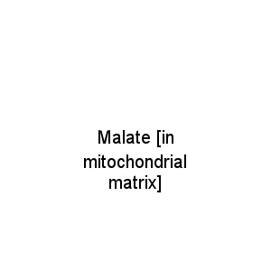 Malate [in mitochondrial matrix]